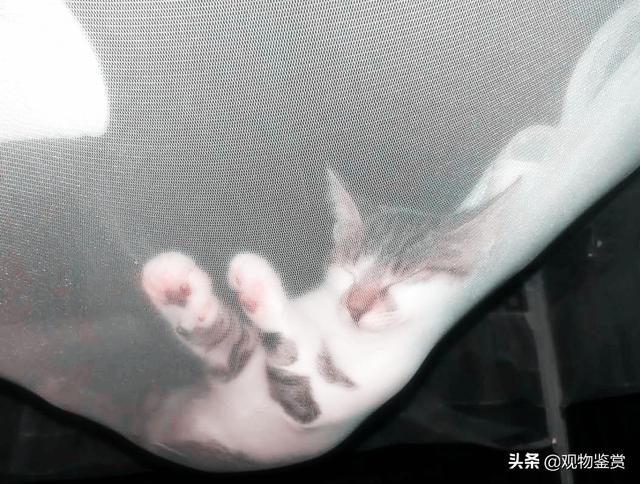 广州水煮活猫:猫肉可以吃吗？吃了有什么后果？ 广东水煮活猫