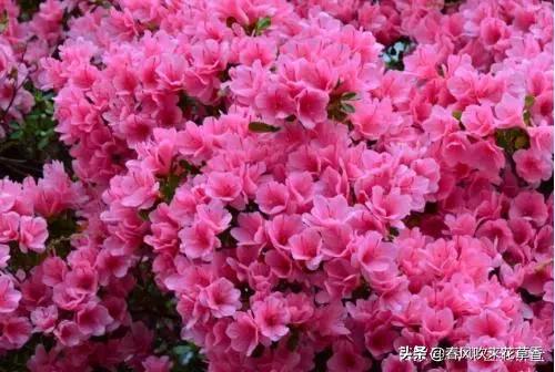 鹃形目嗉囊:杜鹃花可以经常转动花盆吗？