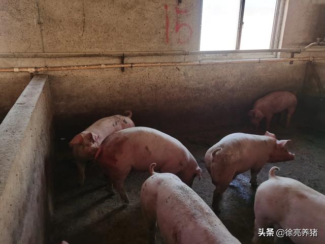 小猪拉稀不吃食怎么办？插图7