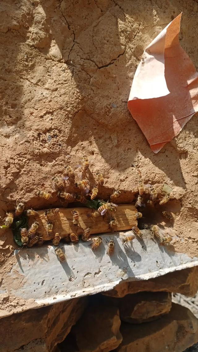 蜂蜜的用途:蜂蜜除了泡茶喝，还有其他用处吗