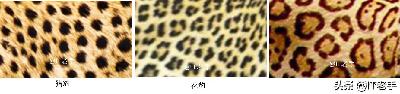 豹猫咪品种大全及图片:如何快速区分猎豹、花豹和美洲豹？