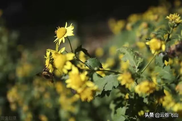 总觉得黄巢《不第后赋菊》的平仄不符合格律,有同感的吗？