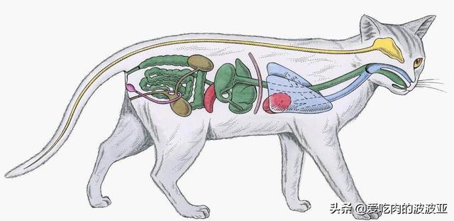 雪诗雅幼猫罐头怎么样:作为新手铲屎官没有养猫经验，大家可以推荐一些猫粮猫罐头吗？