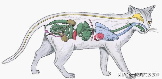 猫咪打完疫苗后能吃猫罐头鱼吗:猫咪要做绝育手术了，需要哪些注意事项，绝育之后猫咪会健康吗？ 猫咪打完疫苗可以吃猫罐头吗