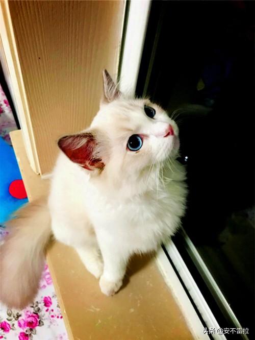养只布偶猫好吗？布偶猫有什么缺点？