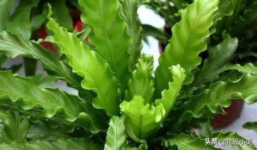 花卉批发市场 鸟巢蕨:鸟巢蕨花卉图片 冬天养花都要注意什么才不会把花养死？