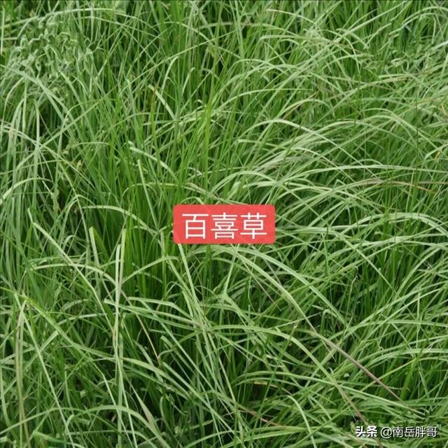 养羊种植什么牧草好:回河南老家搞养羊，种植燕麦做饲草怎么样？应该怎么做？