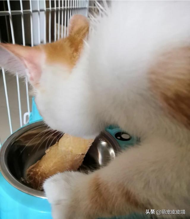饲养猫论坛:猫咪可以吃米饭吗？吃米饭会营养不良吗？ 猫饲养攻略