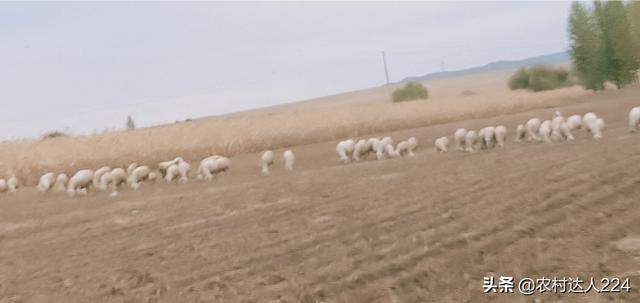 豆科牧草:养羊种植什么牧草可以过冬？