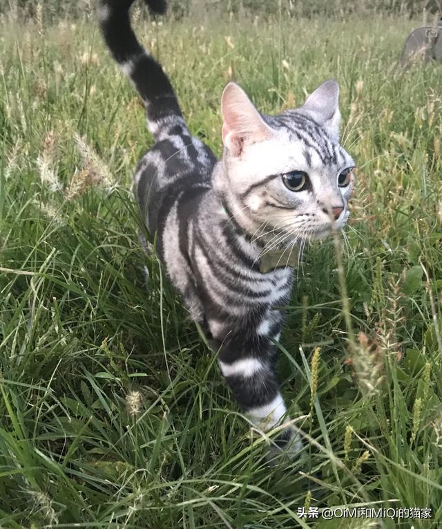 美短公猫发腮是什么意思:美短公猫发腮最佳时间 猫咪一般会在什么时候长出猫腮？如何照顾这个时候的猫比较好？