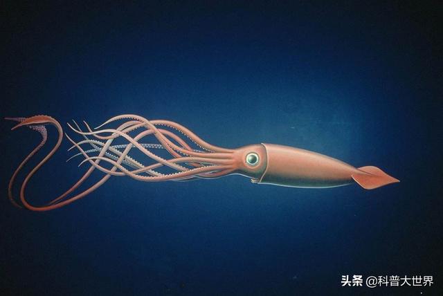 大王酸浆鱿和大王乌贼谁更大?它们真的吃抹香鲸吗?
