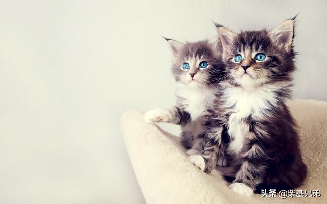 皇家奶糕罐头是主食罐吗:请问猫不怎么吃猫粮，以罐头为主食会有害吗？