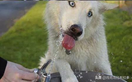 360宠物商城官网:有什么在线购买宠物的平台吗？ 360宠物摄影