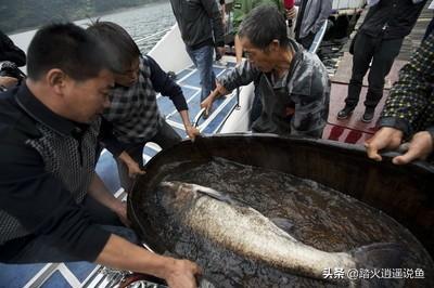 养殖鱼与海水鱼的区别:野生鱼和饲养鱼在品质上有哪些差异？ 海水鱼跟淡水鱼哪个好养