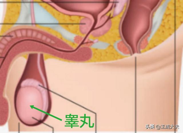 头条问答 听说腮腺炎会影响生育力 是真的吗 20个回答