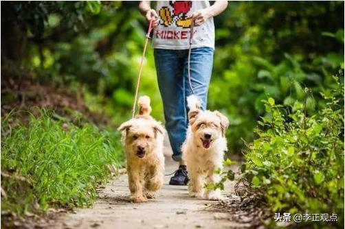 宠物志愿 全cg:宠物狗被当街用棍棒打死，狗主人称有犬证，不拴绳就可以打吗？