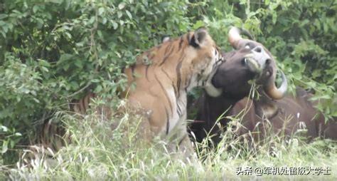 白肢野牛一般生活在什么地方，孟加拉虎有几成胜算捕杀一头成年雄性白肢野牛