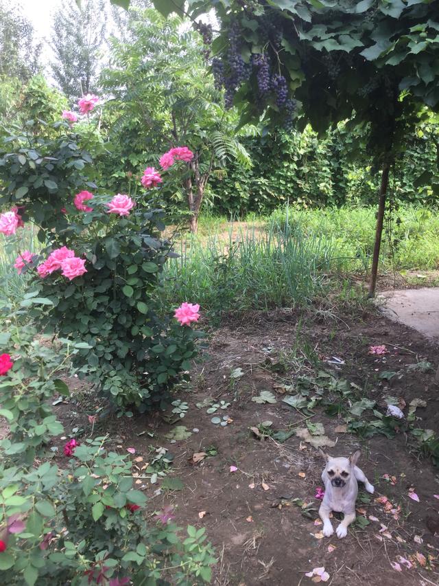 宇芽家暴:施暴者值得被原谅吗？如何看待网红宇芽被家暴事件？