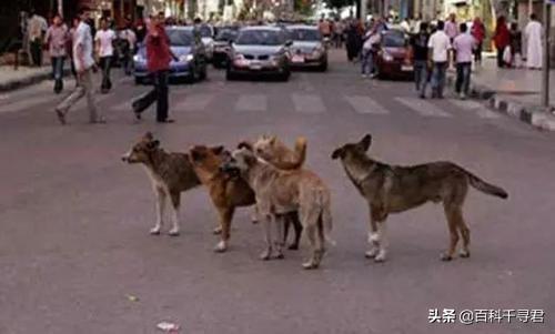 豺狗和鬣狗有什么区别，宠物狗的祖先是狼还是野犬，有何依据