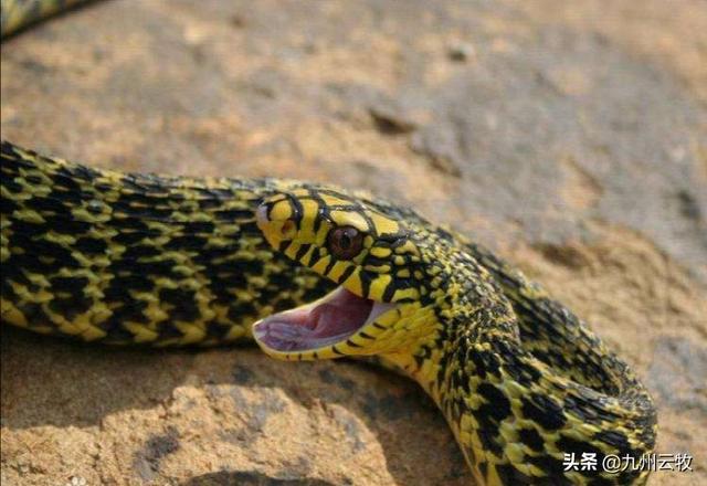 头条问答 为什么菜花蛇又叫臭蛇 农民不喜欢呢 23个回答