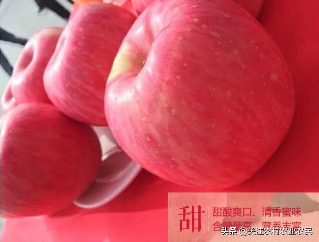 吃苹果是选片红苹果还是条红苹果，您知道吗？:可溶性固形物 第3张