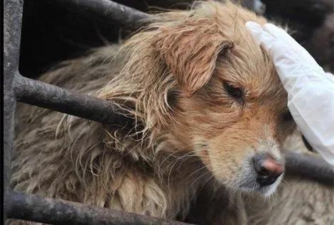 头条问答 - 为什么感觉狗见了杀狗的人会哆嗦,蛇见了杀蛇的人会非常