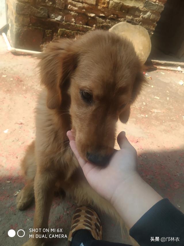 痞幼游泳池,你养的第一只小动物是什么？