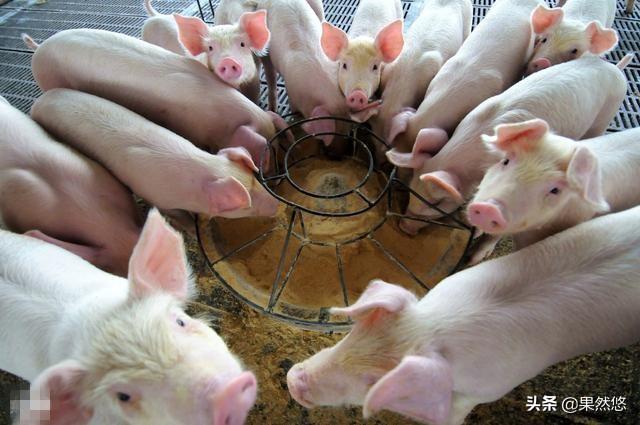 猪病防治网32:进猪场养猪是在学技术吗？全封闭的环境下怎样提升自己？