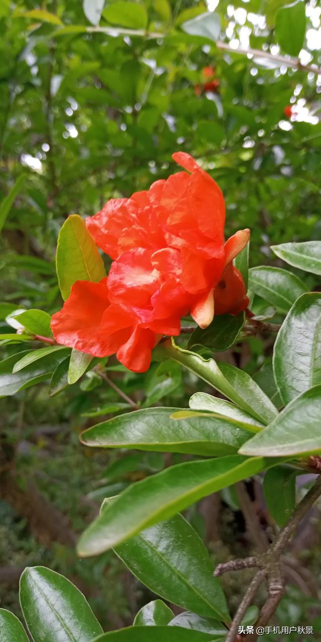 头条问答 - 代表着子孙满堂的石榴花,摄影爱好者要如何拍摄它?