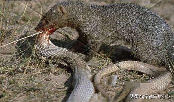 蛇的第一大克星，在农村各种蛇类的最大天敌是什么