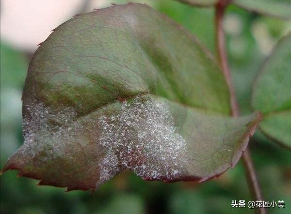 蓝色雨笼中的金丝雀:都来比比晒晒5.1节拍的月季花，看看谁拍的最养眼？怎么样？