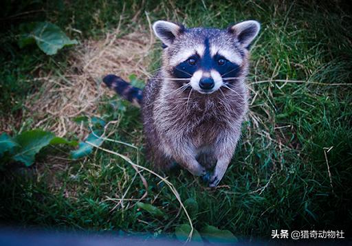 斑鱼狗:北美灰狼与非洲斑鬣狗单挑，谁能赢？