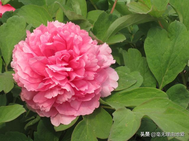 一岁宝宝肠胃吸收不好怎么办:一岁九个月宝宝脾胃消化吸收不好，一天的饮食习惯怎么安排？ 1岁宝宝肠胃吸收不好怎么调理