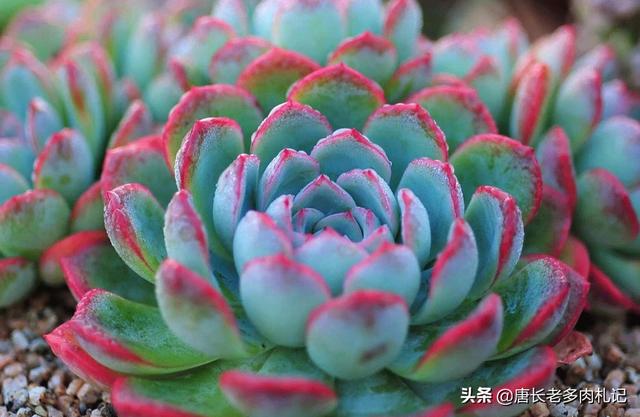 大和锦度夏:比较容易出状态的景天莲花座的多肉植物有哪些？