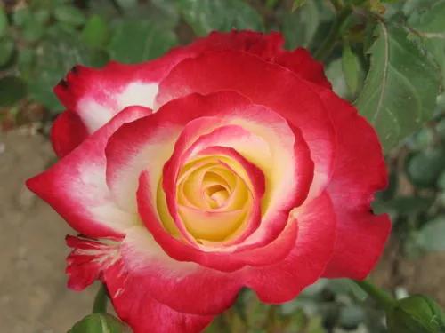 最香的几款月季品种是什么？插图65