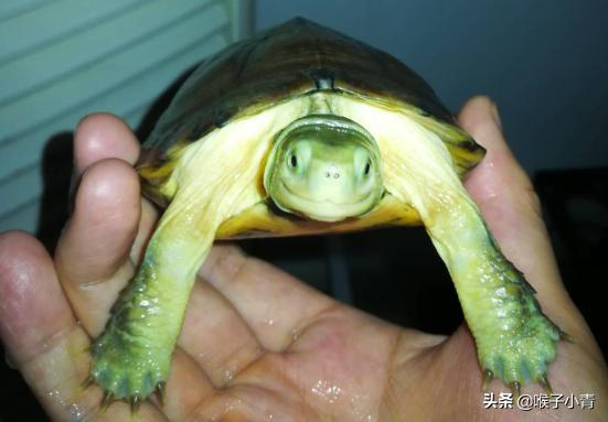 乌龟暴毙:乌龟买了两天就死了怎么回事？