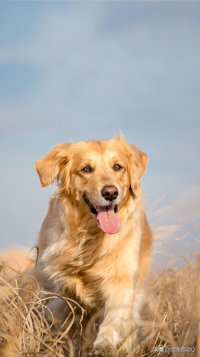 金毛犬的饲养训练视频教程:如何系统性地增强一只金毛犬的战斗力？