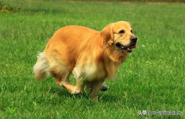 金毛犬有什么缺点？插图1