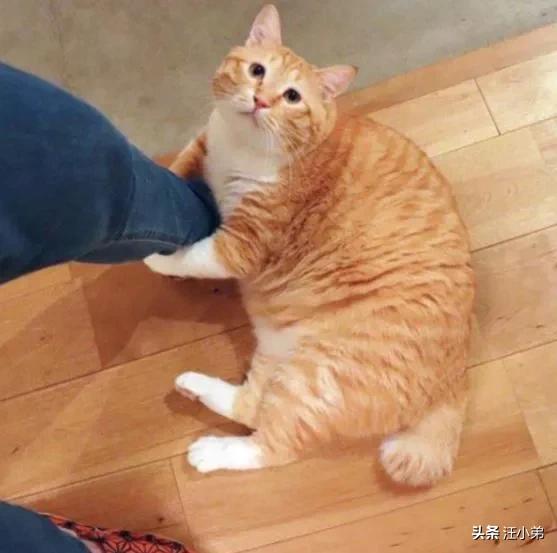 15斤的狸花猫:“十个橘猫九个胖，还有一个压塌坑”，橘猫一定是最胖的吗？