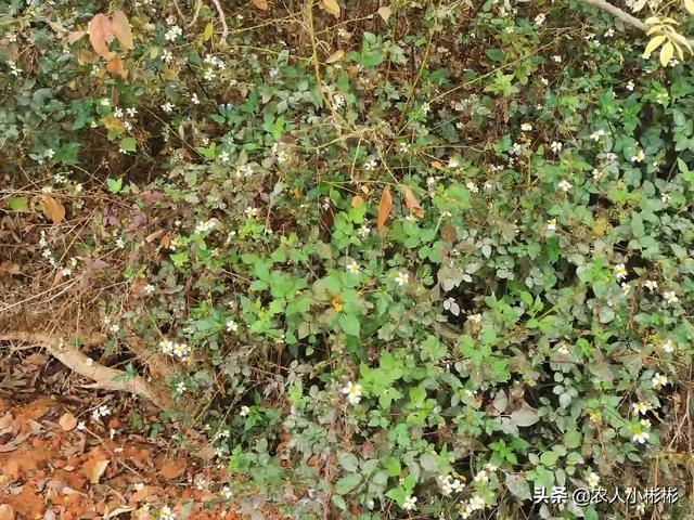 小彬彬前妻:房前屋后用什么药彻底除杂草？