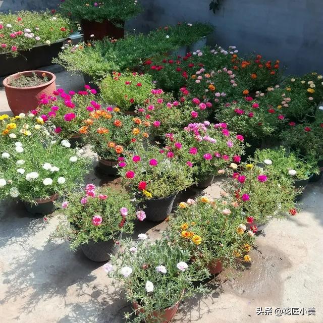 橡皮树图片:现在非常流行北欧风，有没有朋友知道北欧风的植物有哪些？