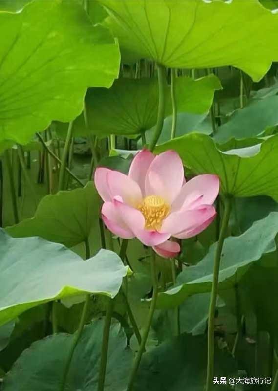 《小兵张嘎》中的荷花湾是个什么样的地方？