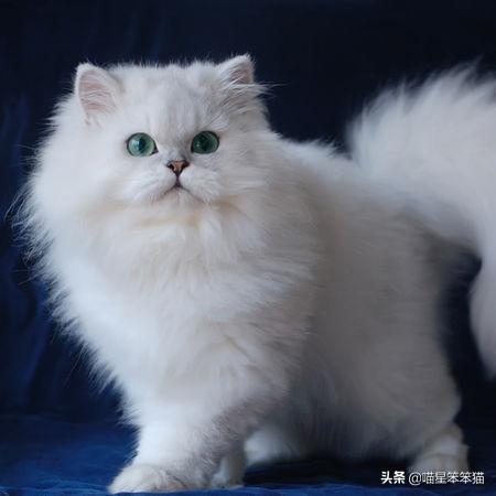 盆景猫 谣言:有人说一个人独居养只猫是最好的，什么猫比较好养？