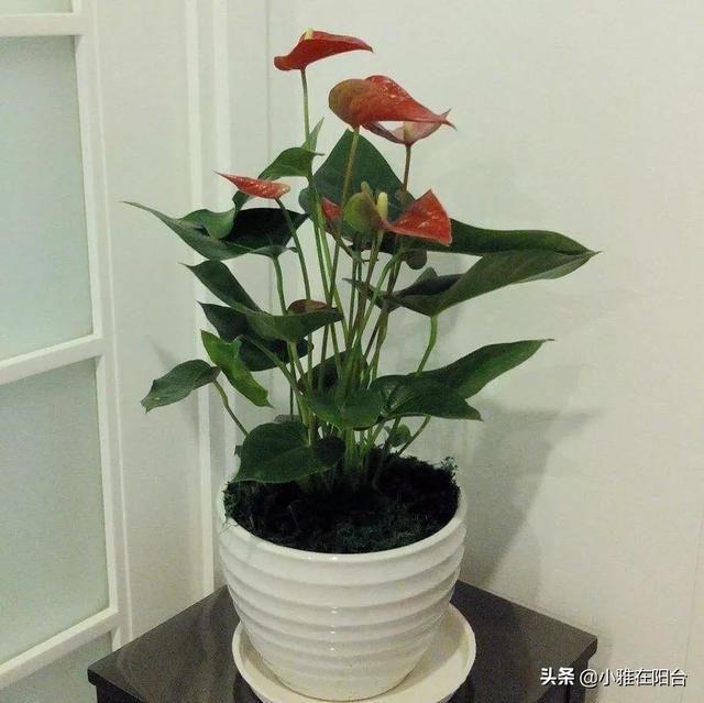 室内最好的观赏植物:十大室内观赏植物 室内养花，养几种花比较好？