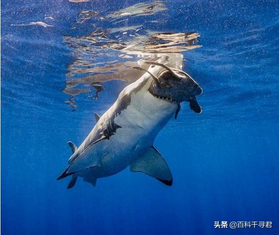 泰坦巨蟒:大白鲨打得过泰坦巨蟒吗？你怎么看？