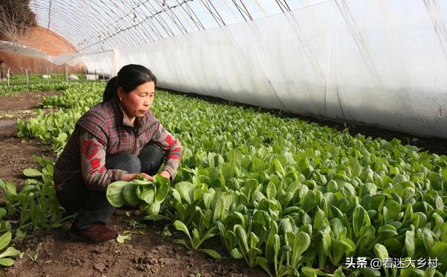 头条问答 马上立秋了 菜园子该种植大白菜 大白菜育苗和直播有区别吗 着迷大乡村的回答 0赞