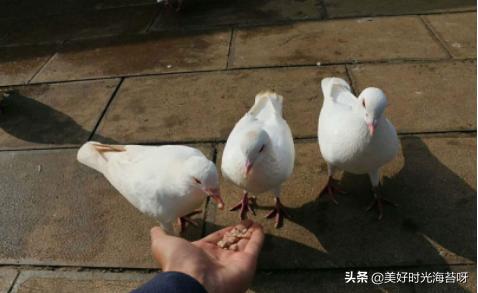 如何正确饲养鸽子，怎么喂养鸽子，如何喂鸽子食物