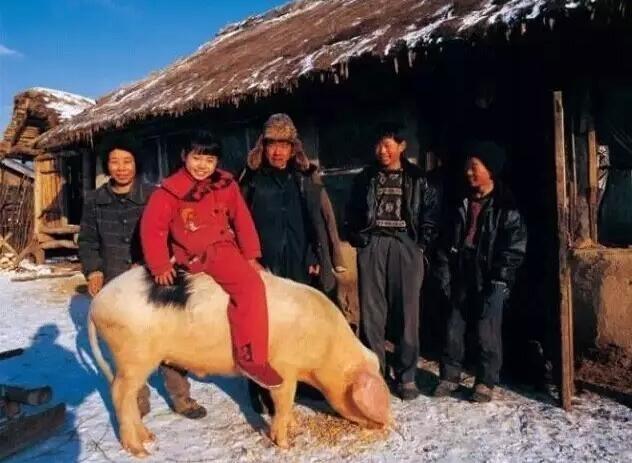 塞北兔图片:什么品种的肉兔好养肉兔都有哪些品种？