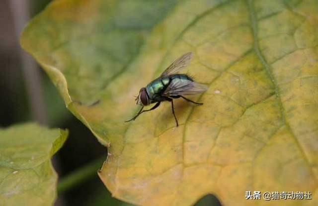 澳大利亚华丽琴鸟:可以解释一下澳大利亚的变异苍蝇吗？