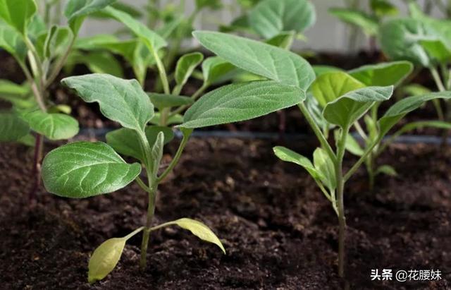 宝华玉兰:4月份种西红柿和茄子可以吗